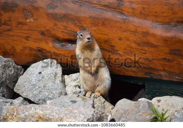 Adorable Columbian Ground Squirrel Stands Attention Stock Photo