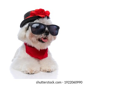 adorable cool bichon dog wearing a red bandana, hat and sunglasses and sticking out tongue 