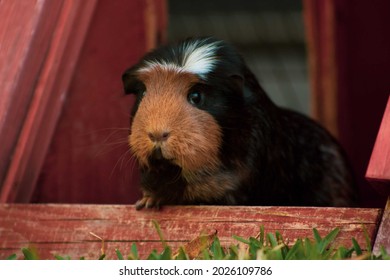 Adorable crested guinea pig portrait  - Shutterstock ID 2026109786