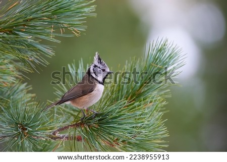 Adorable crested tit perched on a branch of larch