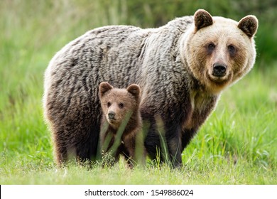 An adorable cub and adult female of brown bear, ursus arctos, with fluffy coat, united in the middle of grass meadow. An attentive bear family observing her surrounding and looking into the camera.