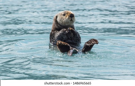 Adorable And Cuddly Adult Brown Sea Otter Swimming On Its Back, Rising Up Out Of The Water For A Better View In Valdez Bay.  Landscape Shot Closeup.