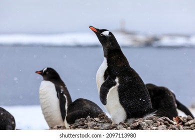 Adorable cuddly fat penguin in a cute penguin group on the Antarctic coast with snowflakes and snowy Antarctic scenery