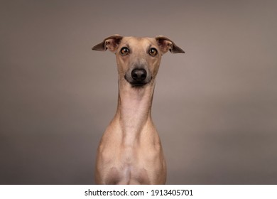 adorable and curious brown dog Italian greyhound with big beautiful eyes and big black nose portrait in studio on grey background 