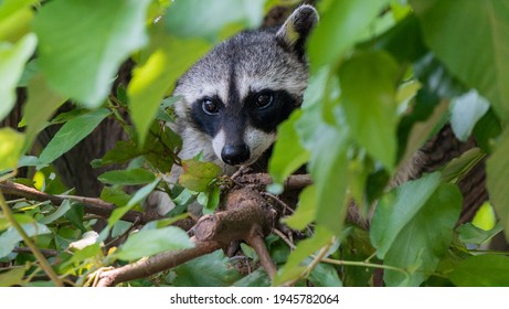 Adorable and curious raccoon on tree branch surrounded by green leaves. Cute small gray mammal calmly resting in trunk. Animals and wildlife