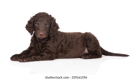 Curly Coated Retriever Images Stock Photos Vectors Shutterstock