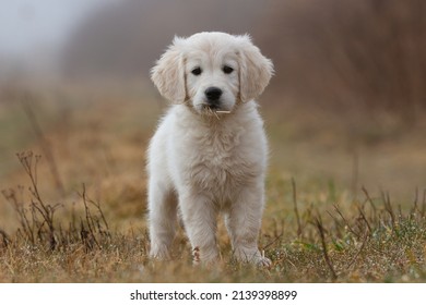 Adorable cute 9 weeks Golden Retriever fluffy puppy