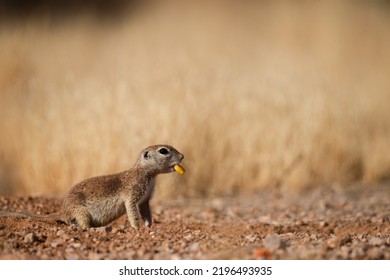 Adorable And Cute Arizona Round Tailed Ground Squirrel Eating A Mouthful Kernel Of Corn While Being On Guard Looking For Trouble