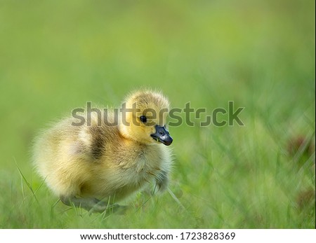 Adorable Cute Baby Goose Gosling Sitting on Green Grass in a Park Eating with a Beautiful Colorful Green Smooth Blurred Background