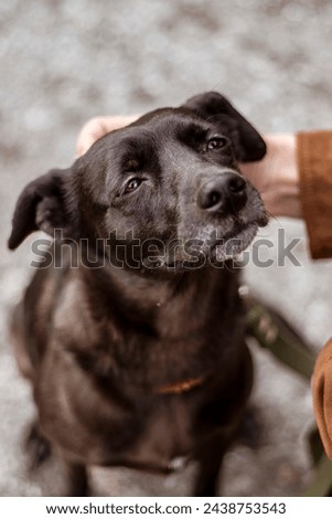 Adorable cute dog outdoor portrait