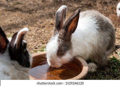 Rabbits Drinking Water Images Stock Photos Vectors Shutterstock