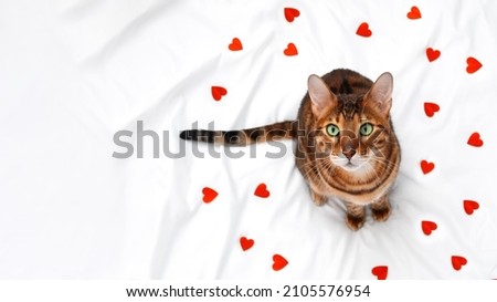 Adorable cute funny green-eyed bengal cat sitting on white blanket among little red hearts looking at camera.Valentine day greeting card with beautiful pet,love to animal concept.Copy space for text.