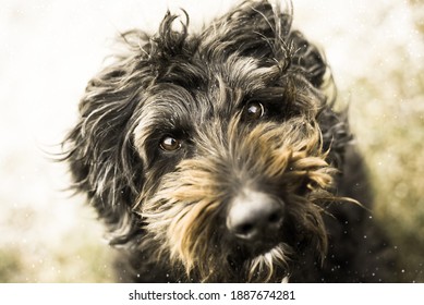 adorable and cute hairy dog sourrounded by small snowflakes looking into the camera with his beautiful eyes; - Powered by Shutterstock