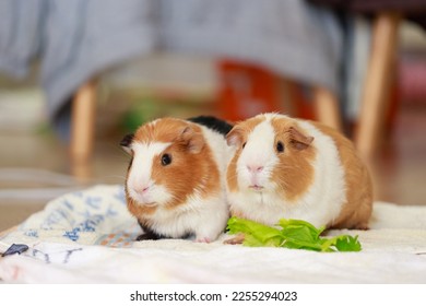 Adorable and cute little guinea pigs - Shutterstock ID 2255294023