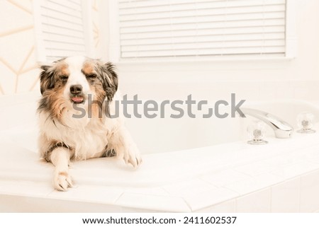 adorable cute mini aussie dog at bath time - beautiful wet blue merle miniature australian shepherd sticking tongue out with eyes closed