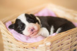 Adorable Cute One Week Old Newborn Black And White Border Collie Puppy Girl In The Basket
