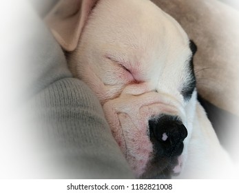 Adorable Cute Puppy Bulldog. Close Up Of  Puppy's Face Asleep With Squashed Nose.