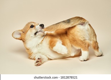 Adorable cute puppy Welsh Corgi Pembroke lying and biting its own tail on light background