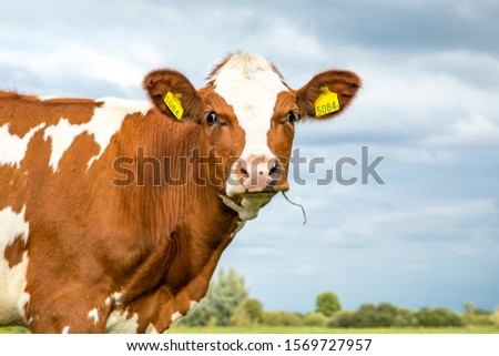 Adorable cute silly cow with droopy eyes, blades of grass in her mouth, close up, and a blue cloudy sky.