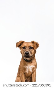 Adorable Cute Small Brown Golden Shepherd Mixed Breed Mutt Puppy Sitting Looking At Camera Isolated In Studio On White Background
