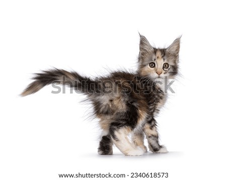 Adorable cute tortie cat kitten, standing or walking away from camera. Looking over shoulder towards camera. Isolated on a white background.