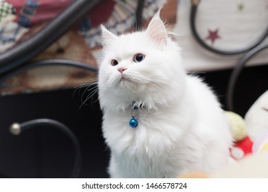 Perser Katze Images Stock Photos Vectors Shutterstock