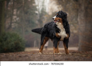 Adorable Cute Young Female Of Bernese Mountain Dog In The Park