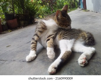 Adorable Cyprus Cat Breed Is Cleaning Himself