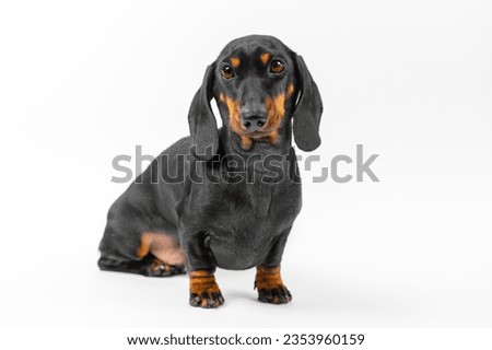 Adorable dachshund poses for dog magazine in isolated studio. Domestic pet modelling demonstrating perfect emotions for blog advertisement