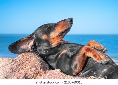 Adorable dachshund puppy is lying on sandy beach with its belly up and sunbathing or sleeping, side view. Lovely dog chills and listens to sound of waves on seashore during vacation - Powered by Shutterstock