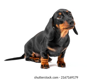 Adorable dachshund puppy sits and begs isolated in white background. Mischievous pet behaved badly and is now waiting for punishment with a guilty look, front view