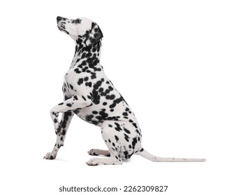 Adorable perro dálmata con fondo blanco. Mascota encantadora