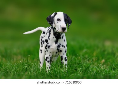 Adorable Dalmatian Dog Outdoors Summer Active Stock Photo (Edit Now ...