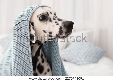 Adorable Dalmatian dog wrapped in blanket indoors