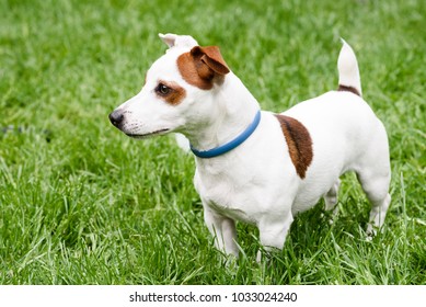 Adorable Dog With Anti Mite And Flea Collar (side View)