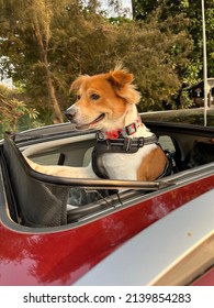 Adorable Dog In Car Sunroof 