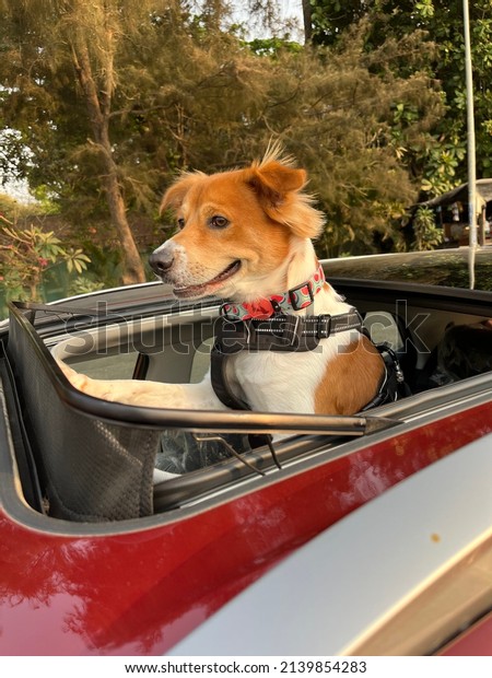 Adorable dog in car sunroof
