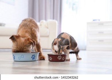 Adorable Dog And Cat Eating Pet Food Together At Home. Friends Forever