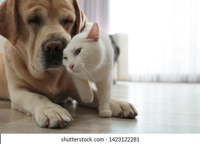 Adorable Dog And Cat Together On Floor Indoors, Closeup With Space For Text. Friends Forever