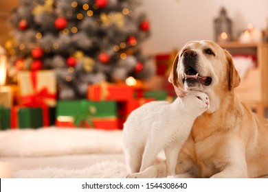 Adorable Dog And Cat Together At Room Decorated For Christmas. Cute Pets