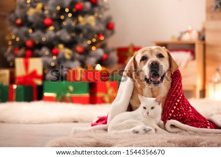 Adorable dog and cat together under blanket at room decorated for Christmas. Cute pets