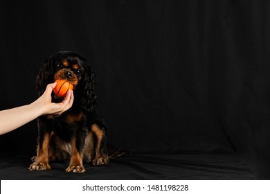 Adorable Dog Chews And Plays With A Toy Ball, While Posing For A Studio Photo Shoot.