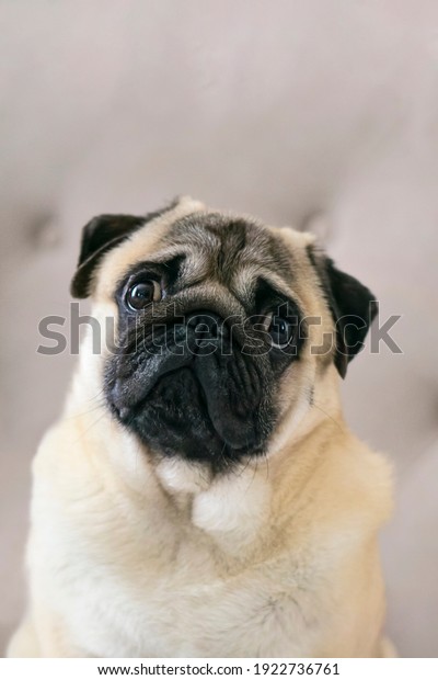Adorable Dog cute pug breed happiness and\
smile on brown color background,purebred dog pug breed Concept\
.vertical.