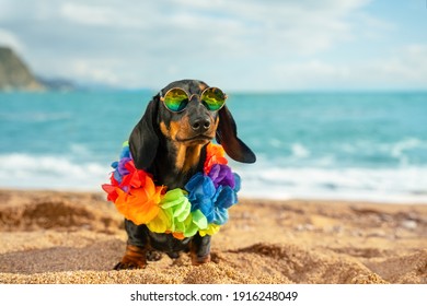 Adorable Dog Dachshund, Black And Tan, Sit Sand At The Beach Sea On Summer Vacation Holidays, Wearing Sunglasses And Flower Hawaiian . Chain.