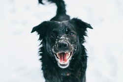 Adorable Dog Enjoying Her Time On The Snow 