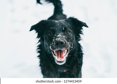 Dog In Snow High Res Stock Images Shutterstock