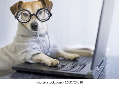 Adorable dog in glasses working with computer. Wearing sporty stylish hoodie. Freelancer work from home during quarantine Social distancing lifestyle. Stay at home. Horizontal composition