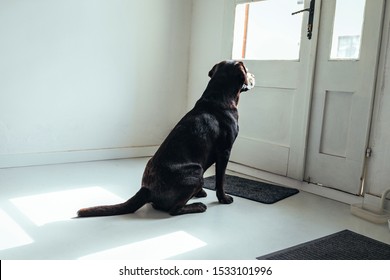 An adorable dog at home waiting for his owner