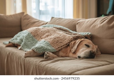 adorable dog labrador sleeps on the couch at home, covered with a blanket. home, comfort, family - Powered by Shutterstock