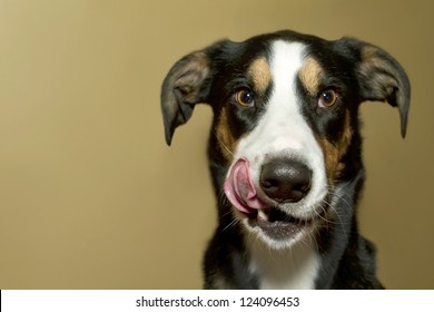 Adorable Dog Licking His Lips